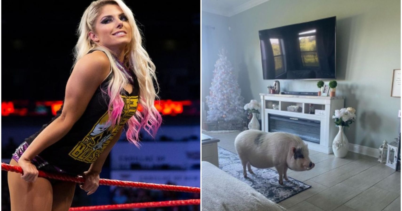 Alexa Bliss's Famous Pet Pig Larry-Steve Dies | TheSportster